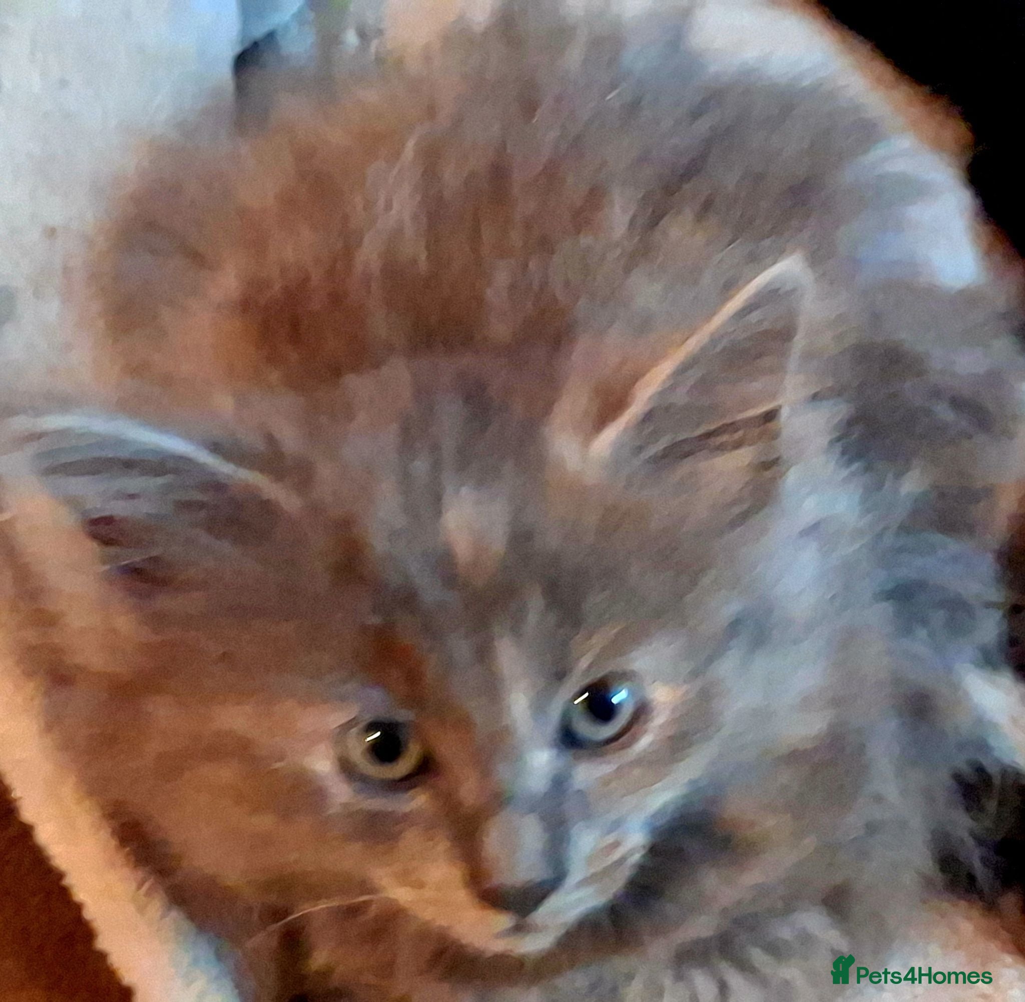 Mixed Breed cats Beautiful Kittens 😻 - Advert 2