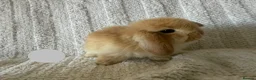Mini Lion Lop rabbits for sale: Lionlop Bunnies  - Advert 11