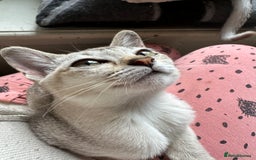Burmese cats for sale: GCCF reg Pedigree Kittens - Image 2