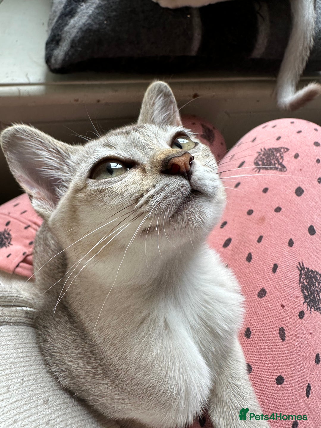 Burmese cats for sale: GCCF reg Pedigree Kittens - Image 2