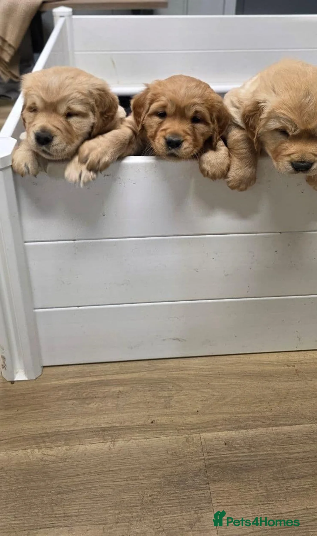 Golden Retriever dogs for sale: Beautiful Golden Retriever puppies for good homes  in Workington - Advert 4