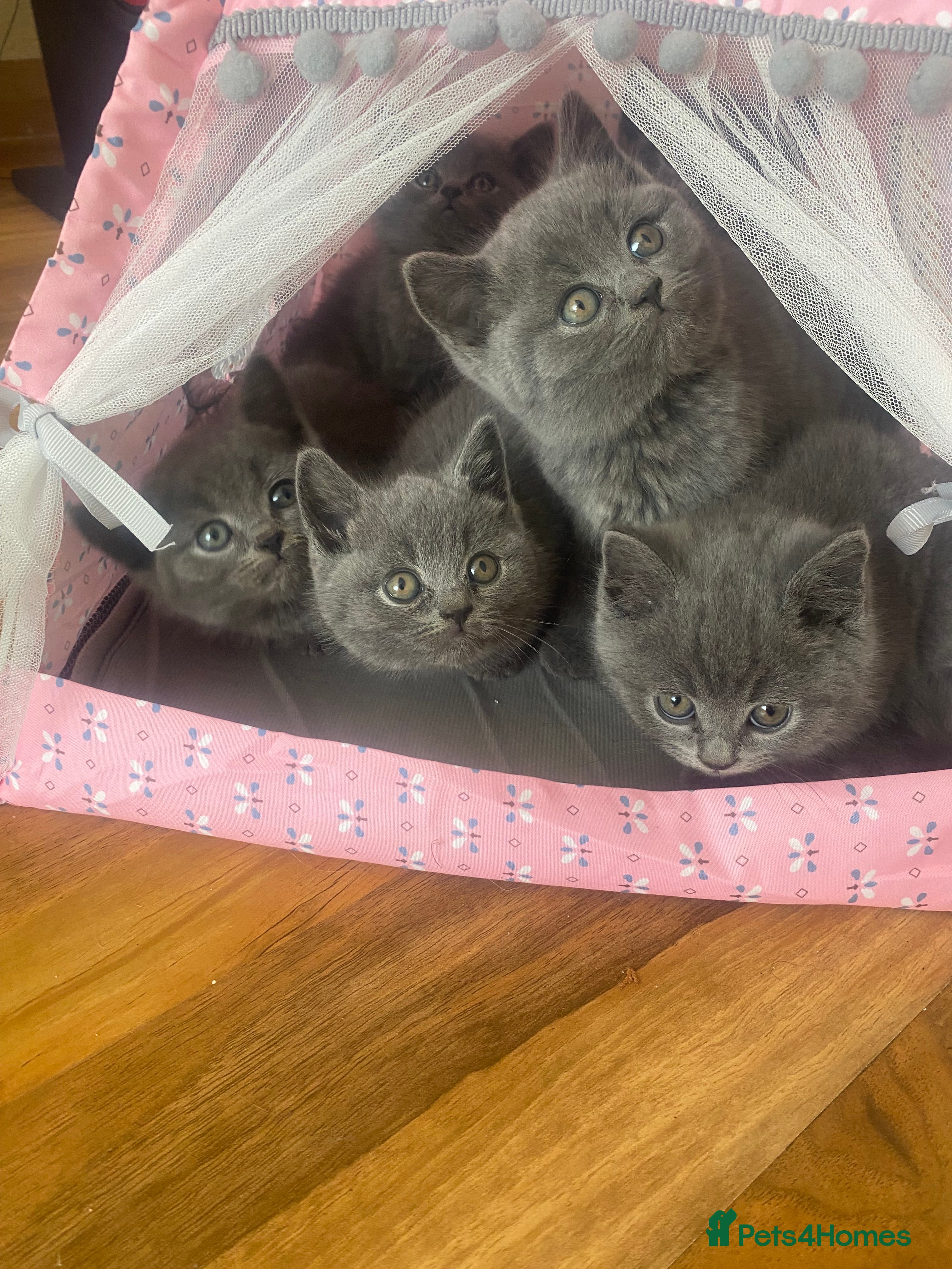 British Shorthair cats 6 British Shorthair Kittens - Perfect 4 families! - Advert 13