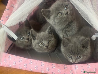 British Shorthair cats 6 British Shorthair Kittens - Perfect ** 4 ** ! - Advert 1