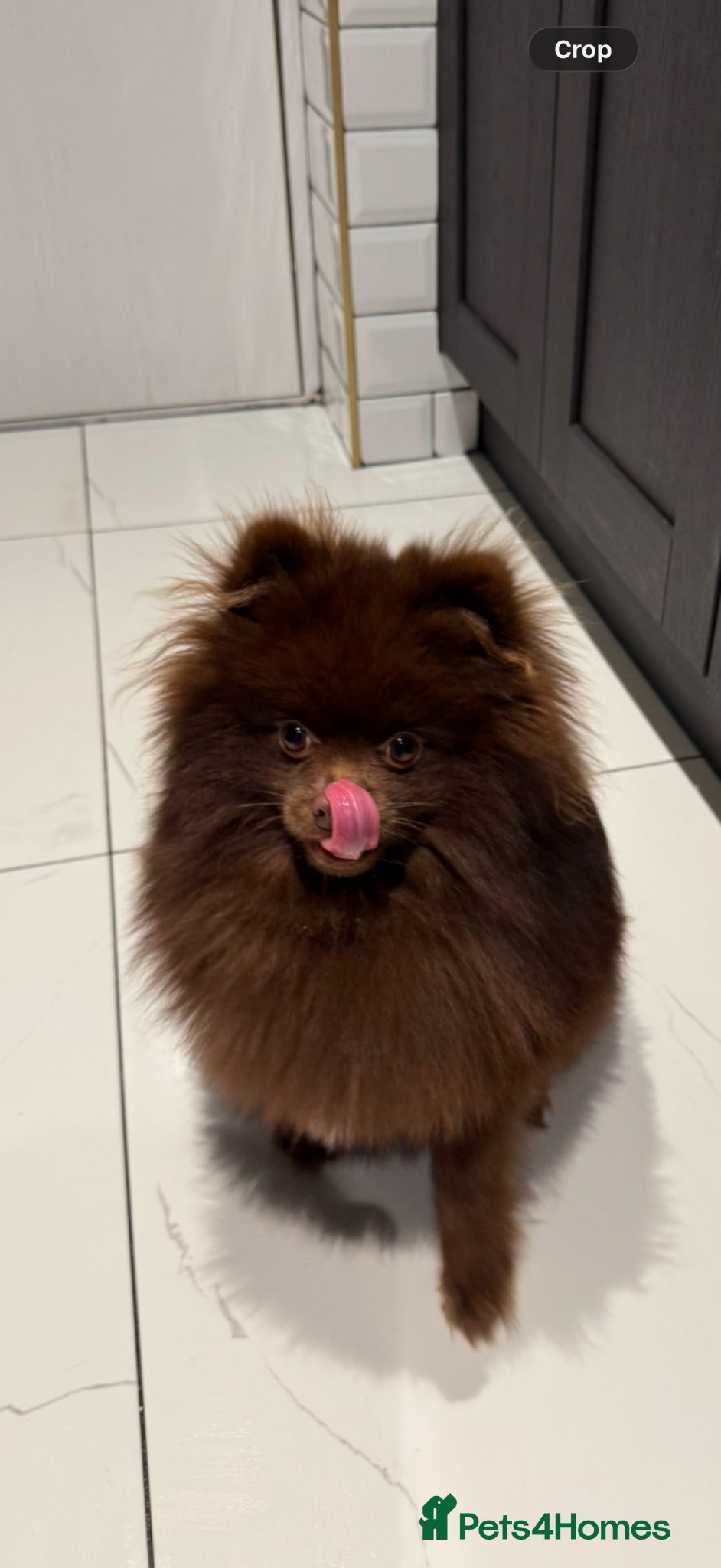 Pomeranian dogs 🐾 Chocolate Pomeranian Stud – “Diddy” 🐾 - Advert 1