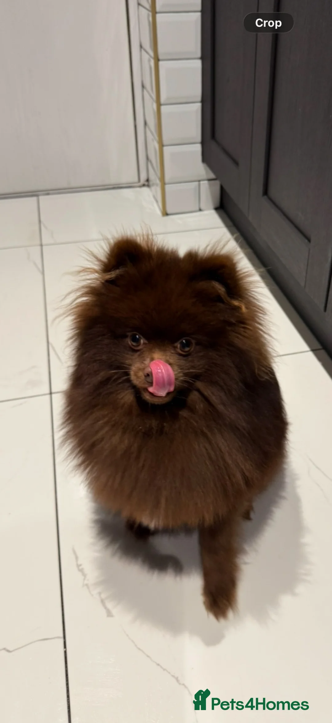 Pomeranian dogs for stud: 🐾 Chocolate Pomeranian Stud – “Diddy” 🐾 - Advert 1