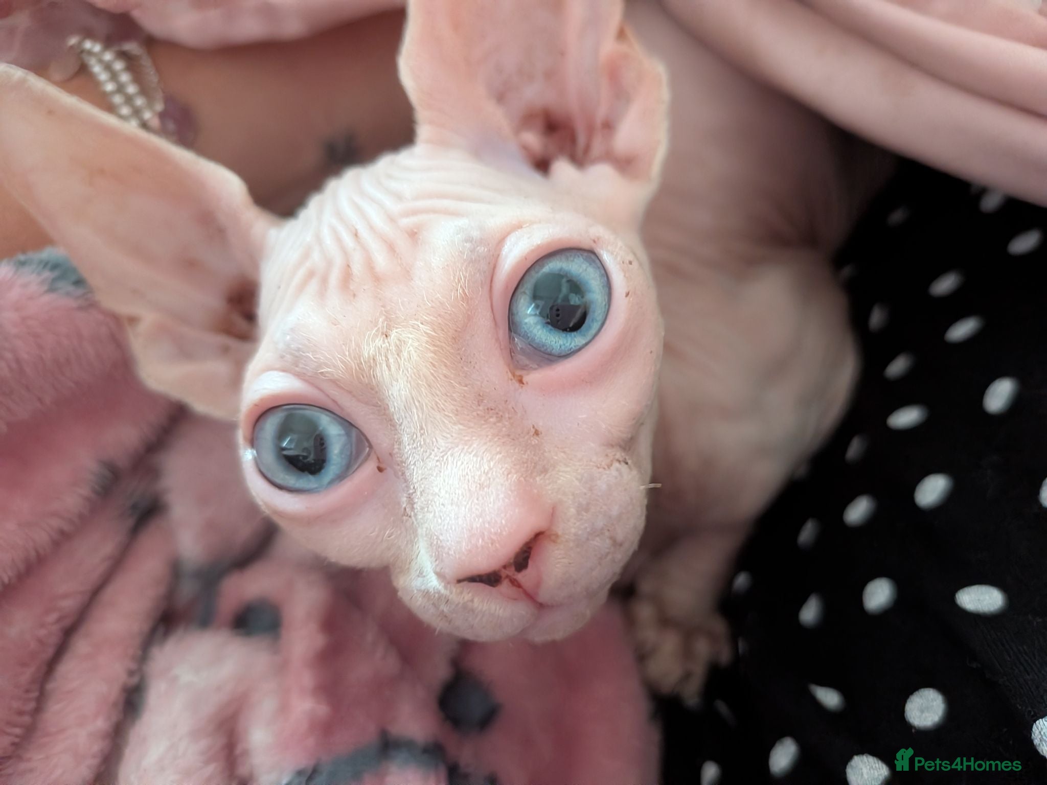 Sphynx cats  REDUCED!  READY NOW  - Advert 10