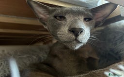 Oriental cats for sale: Oriental and Siamese cats for adoption - Image 14