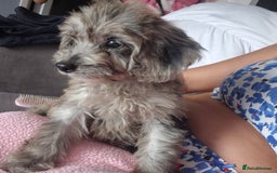 Cockapoo dogs for sale: Cockerpoos 1 boys left DROPPED 650 - Image 15