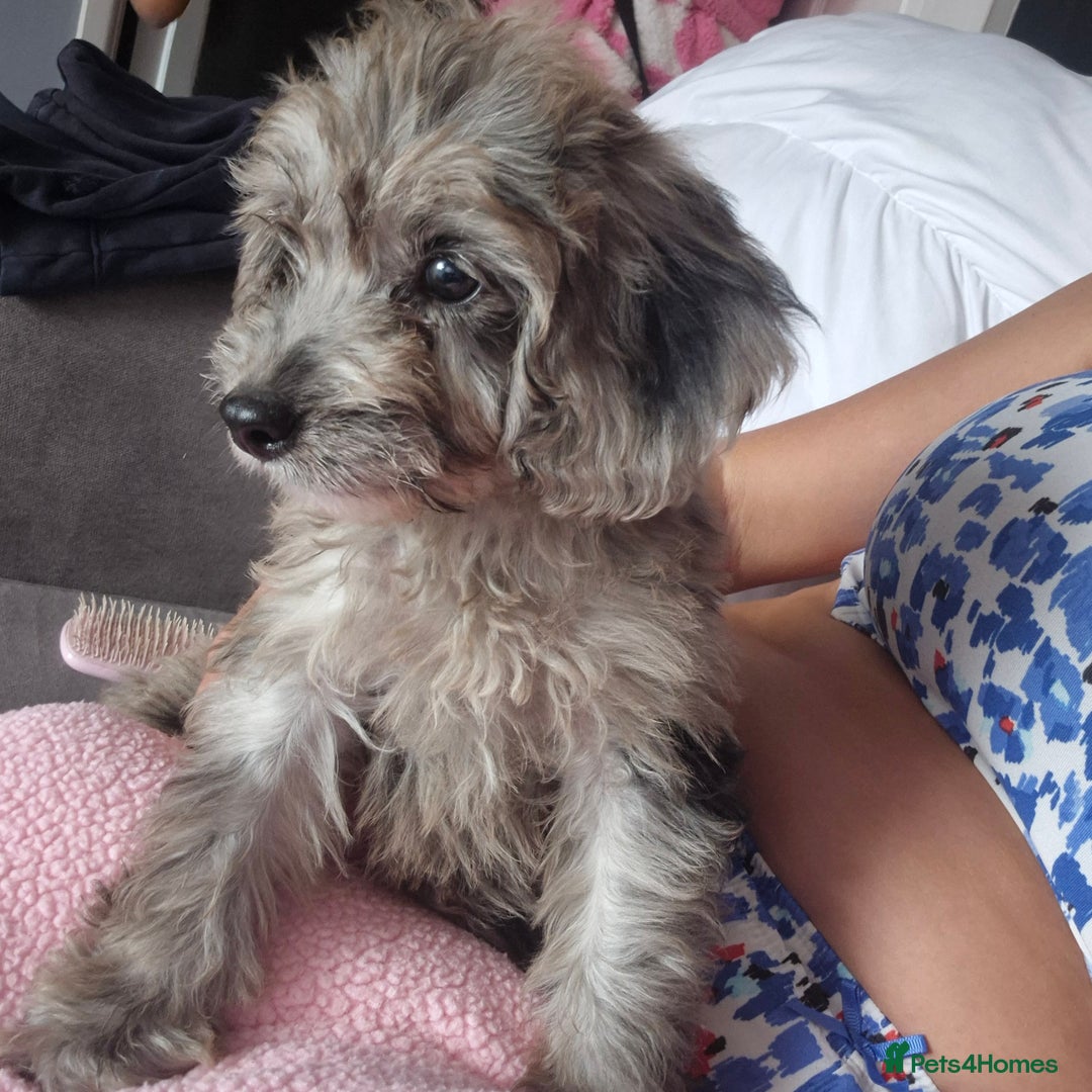 Cockapoo dogs for sale: Cockerpoos 1 boys left DROPPED 650 - Image 15