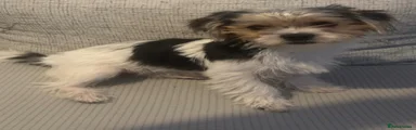 Nelli