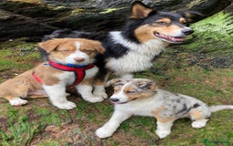 Australian Shepherd dogs for sale: Australian Shepherd Puppy 4 - Beautiful Australian Shepherd puppies - Image 10