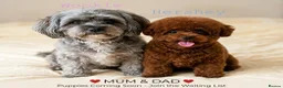 Maltipoo dogs for sale: Asian Maltipoo Puppies– Waiting List Open ❤️ - Advert 1