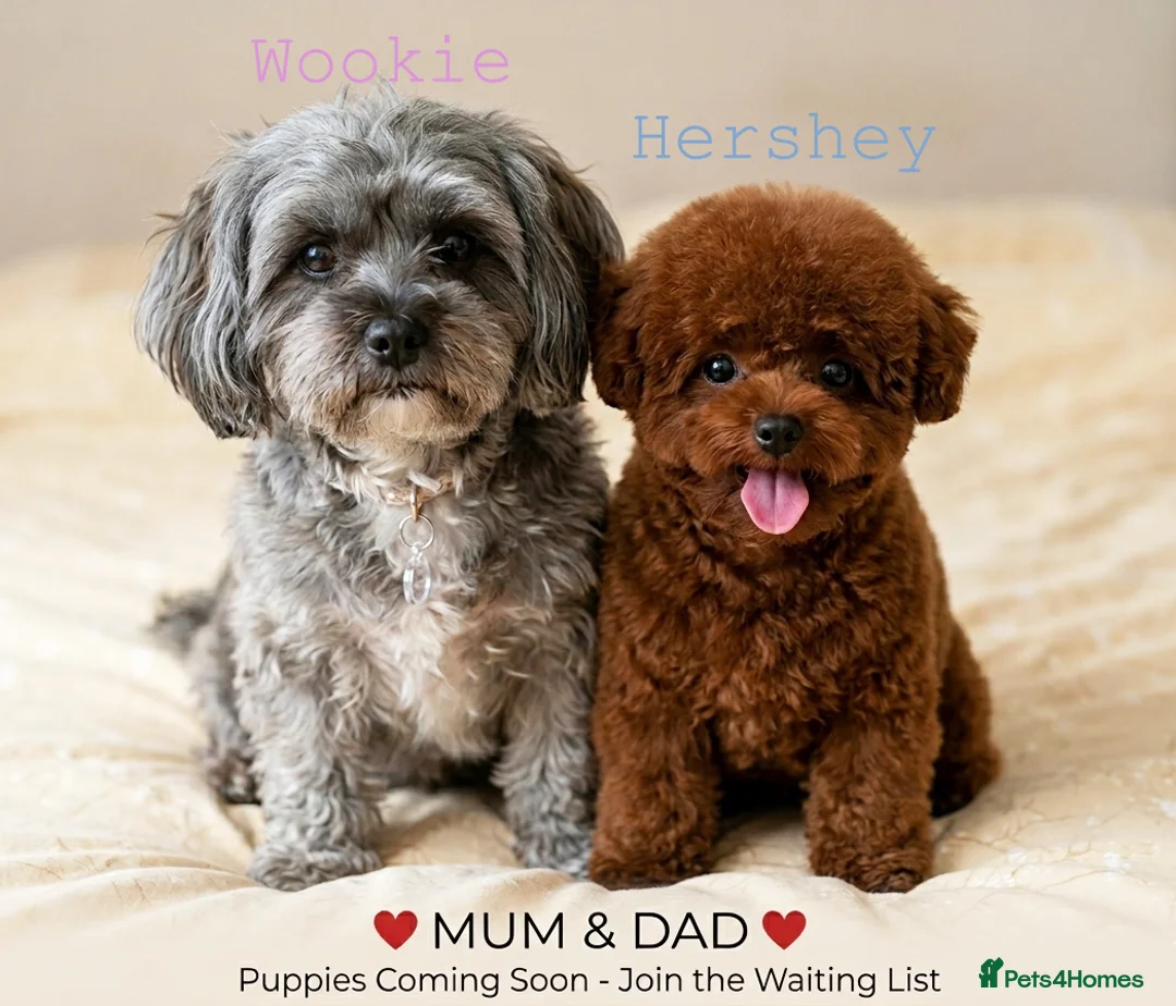 Maltipoo dogs for sale: Asian Maltipoo Puppies– Waiting List Open ❤️ - Advert 1