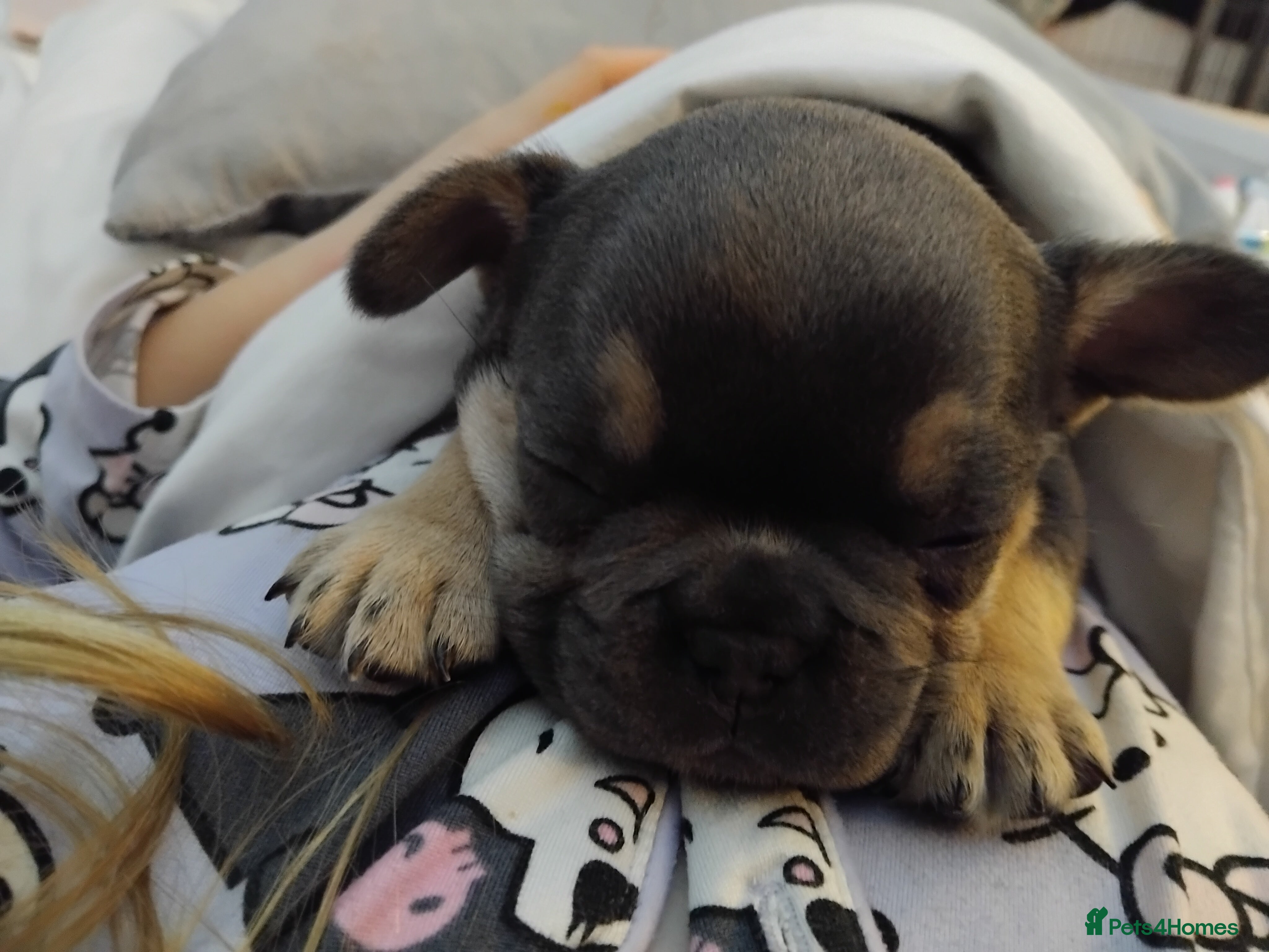 French Bulldog dogs 4 beautiful french bulldog pups - Advert 1