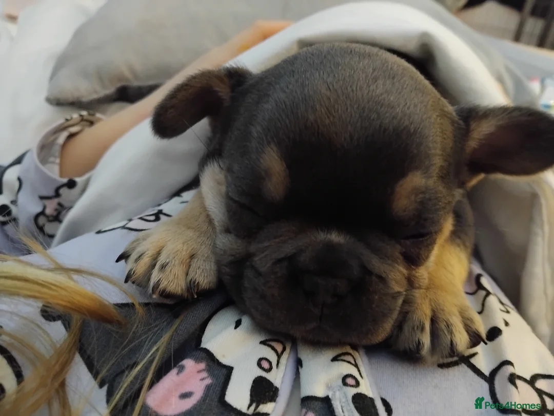 French Bulldog dogs for sale: 4 beautiful french bulldog pups - Advert 1