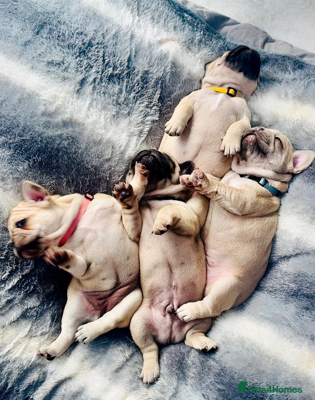 French Bulldog dogs for sale: French bulldog puppies  in Houghton le Spring - Advert 1