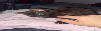 British Longhair 1