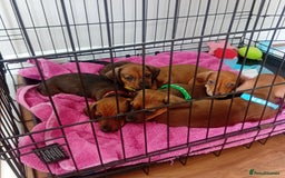 Dachshund dogs for sale: Beautiful miniature dachshund puppies - Image 5