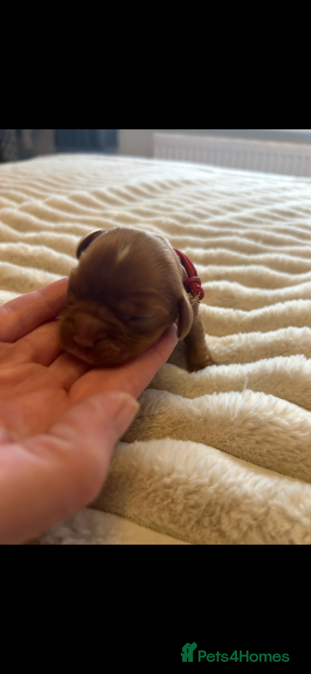 Cavalier King Charles Spaniel dogs for sale: KC CAVALIER KING CHARLES  - Image 3