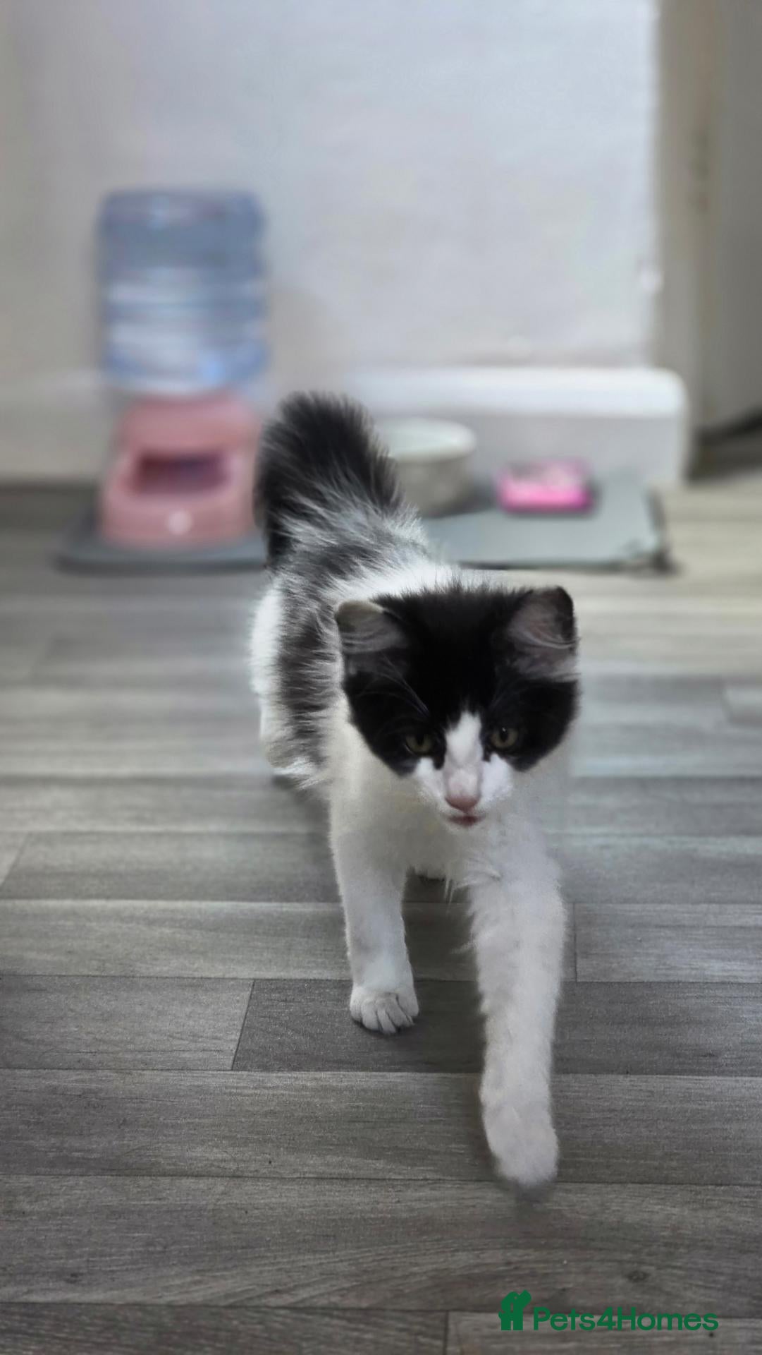 Mixed Breed cats Black and white female kitten - Advert 3