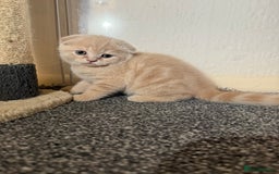 Scottish Fold cats for sale: 3 Adorable Scottish Fold Kittens🩷💙🩷 - Image 33