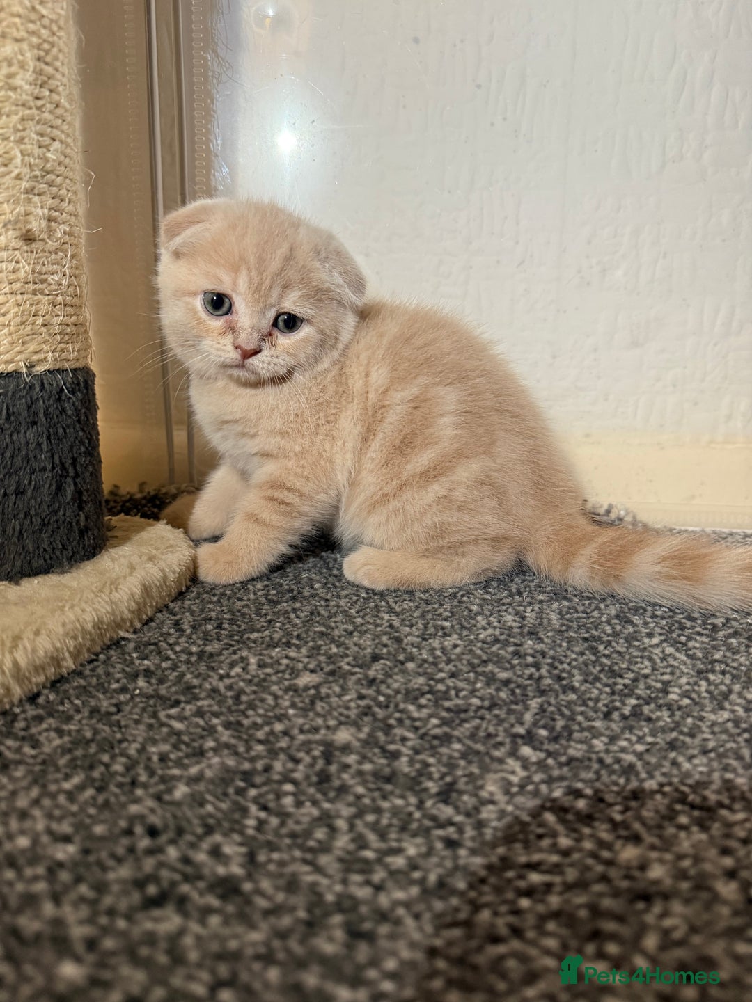 Scottish Fold cats for sale: 3 Adorable Scottish Fold Kittens🩷💙🩷 - Image 33