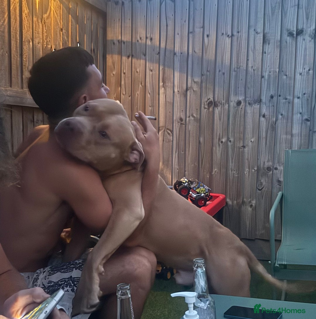 American Bulldog dogs for sale: American bully male - Image 3