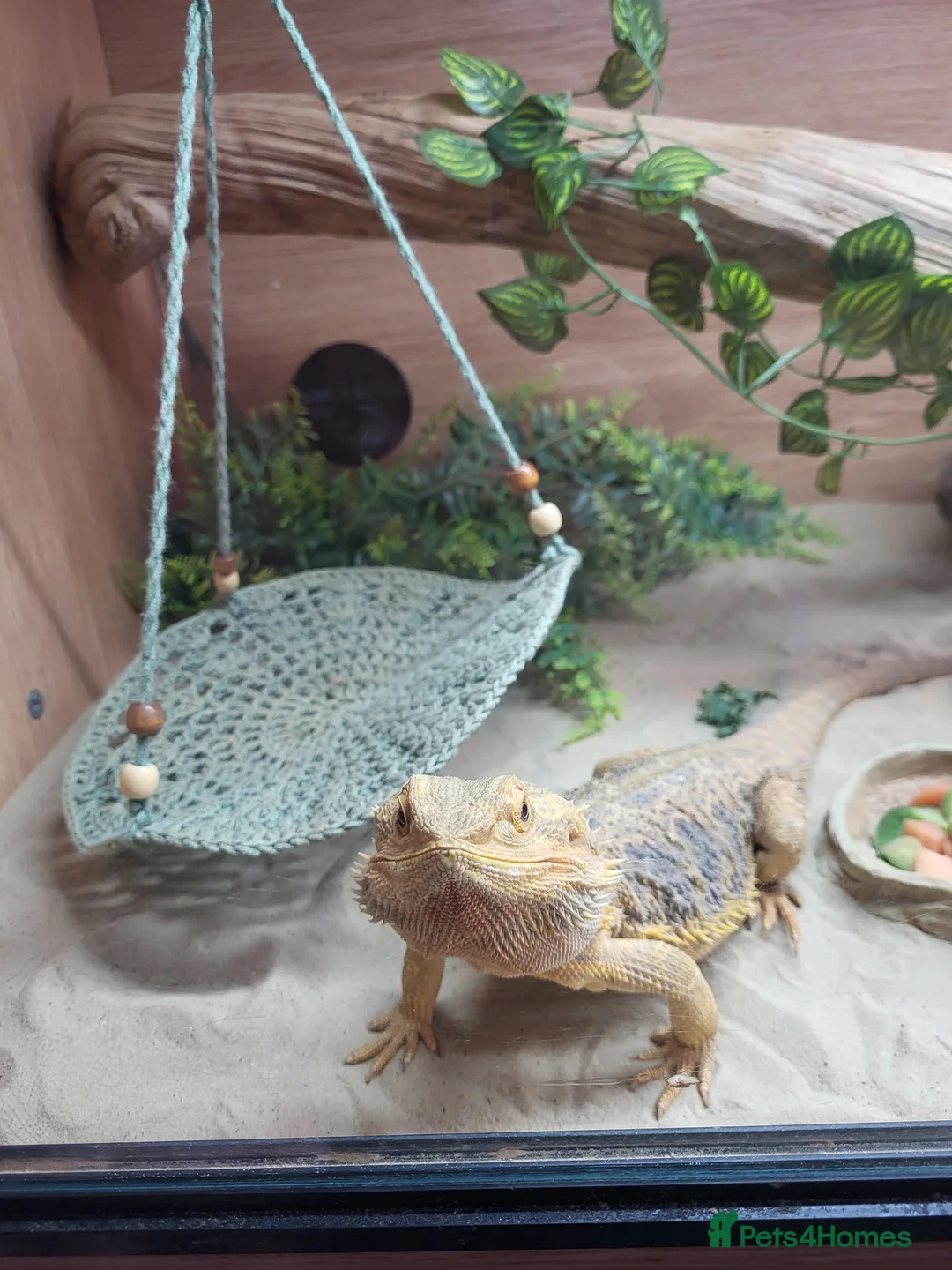 Bearded Dragon reptiles for sale: Bearded dragon  - Advert 5