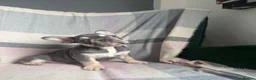 French Bulldog dogs for sale: FRENCHBULLDOG PUPPIES - Advert 4
