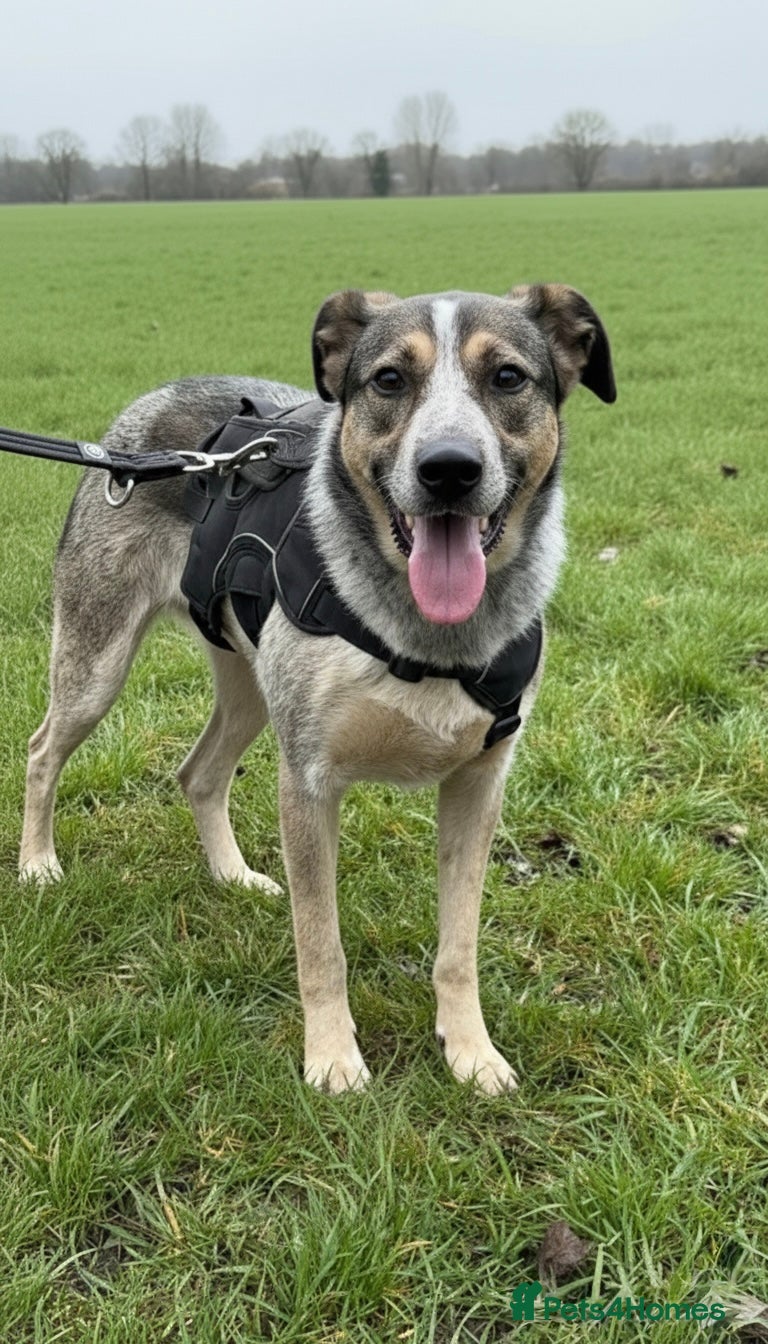Mixed Breed dogs Calm, gentle Cindy! House trained 💖 - Advert 2