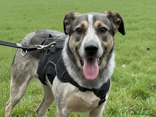 Mixed Breed dogs Calm, gentle Cindy! House trained 💖 - Advert 2