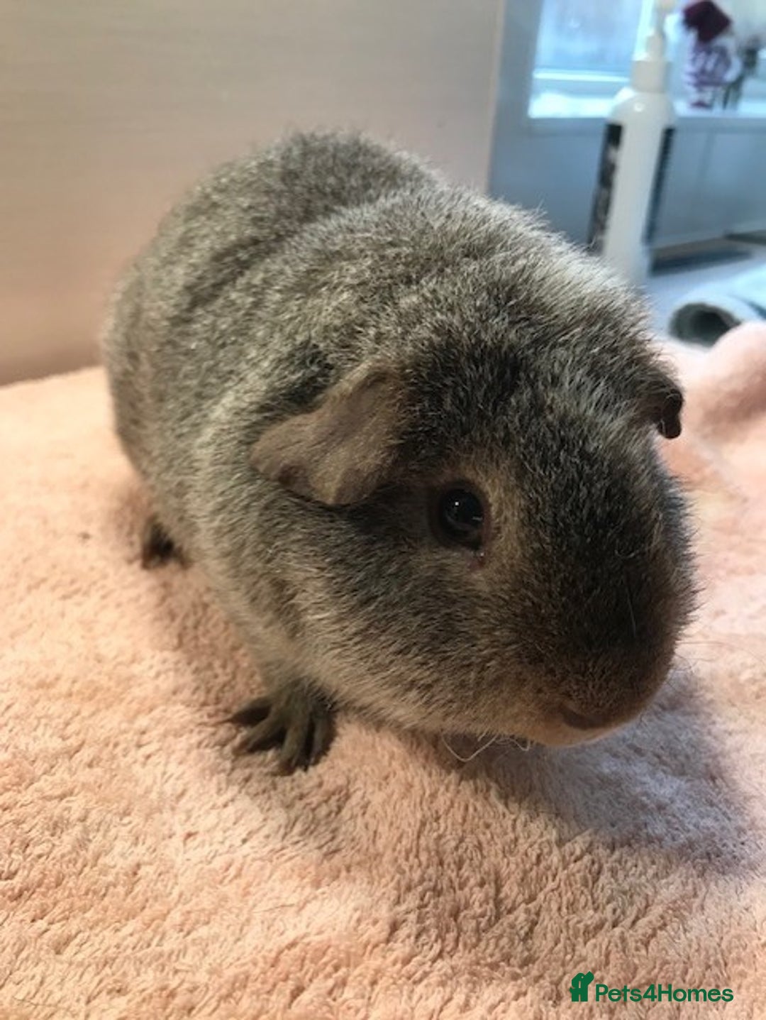 Guinea Pig rodents for sale: Beautiful Pigs - Boars, Sows, Pairs and Single - Advert 17