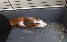 Guinea Pig rodents for sale: 2 sisters bonded female  - Image 3