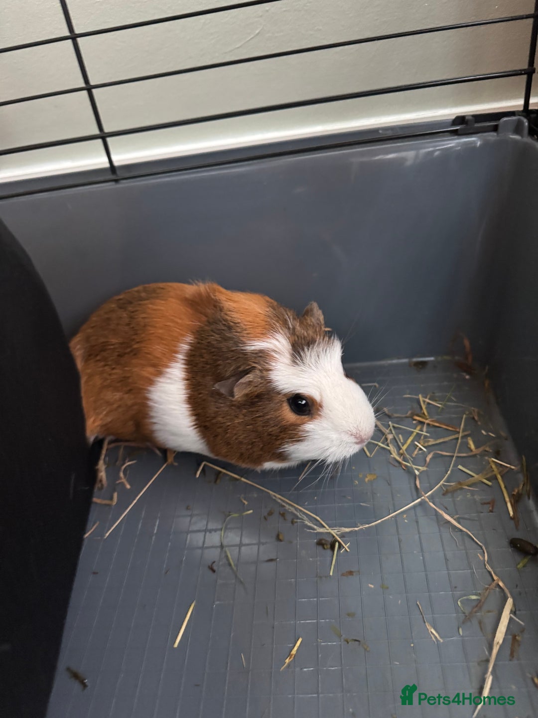 Guinea Pig rodents for sale: 2 sisters bonded female  - Image 3
