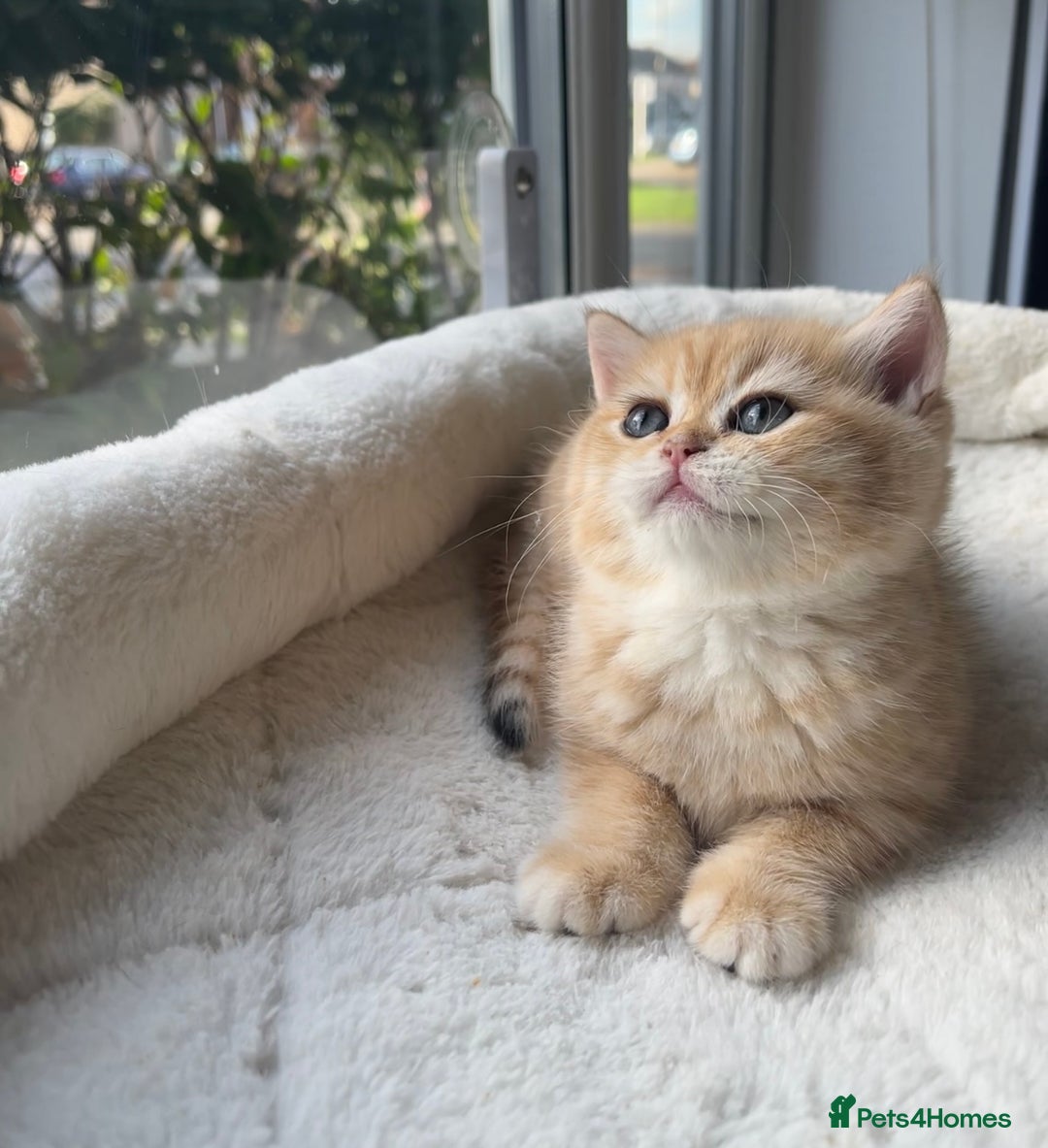 British Shorthair cats for sale: TICA Reg Beautiful Golden & Golden Tabby Bsh  - Advert 3