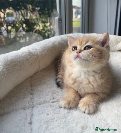 British Shorthair cats TICA Reg Beautiful Golden & Golden Tabby Bsh - Advert 8