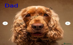 Cocker Spaniel dogs for sale:  Show type cocker spaniel puppies (SOLD) - Image 13