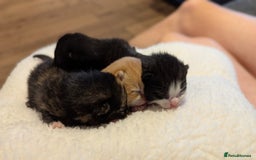 Mixed Breed cats for sale: Beautiful litter of kittens - Image 5