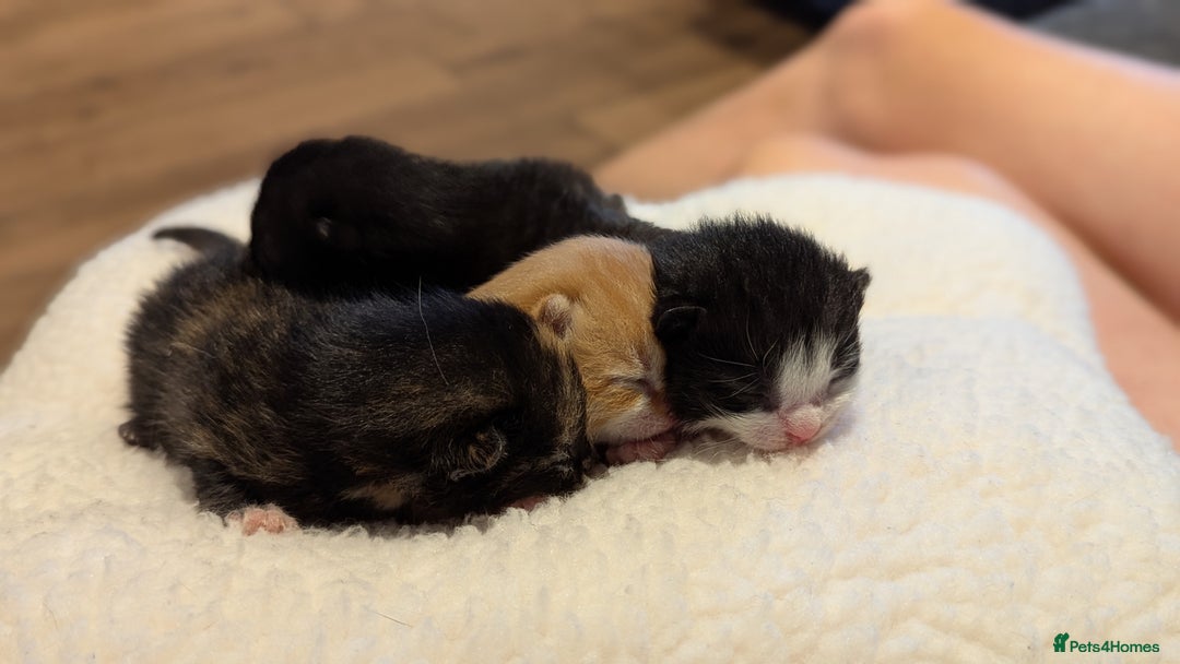 Mixed Breed cats for sale: Beautiful litter of kittens - Image 5