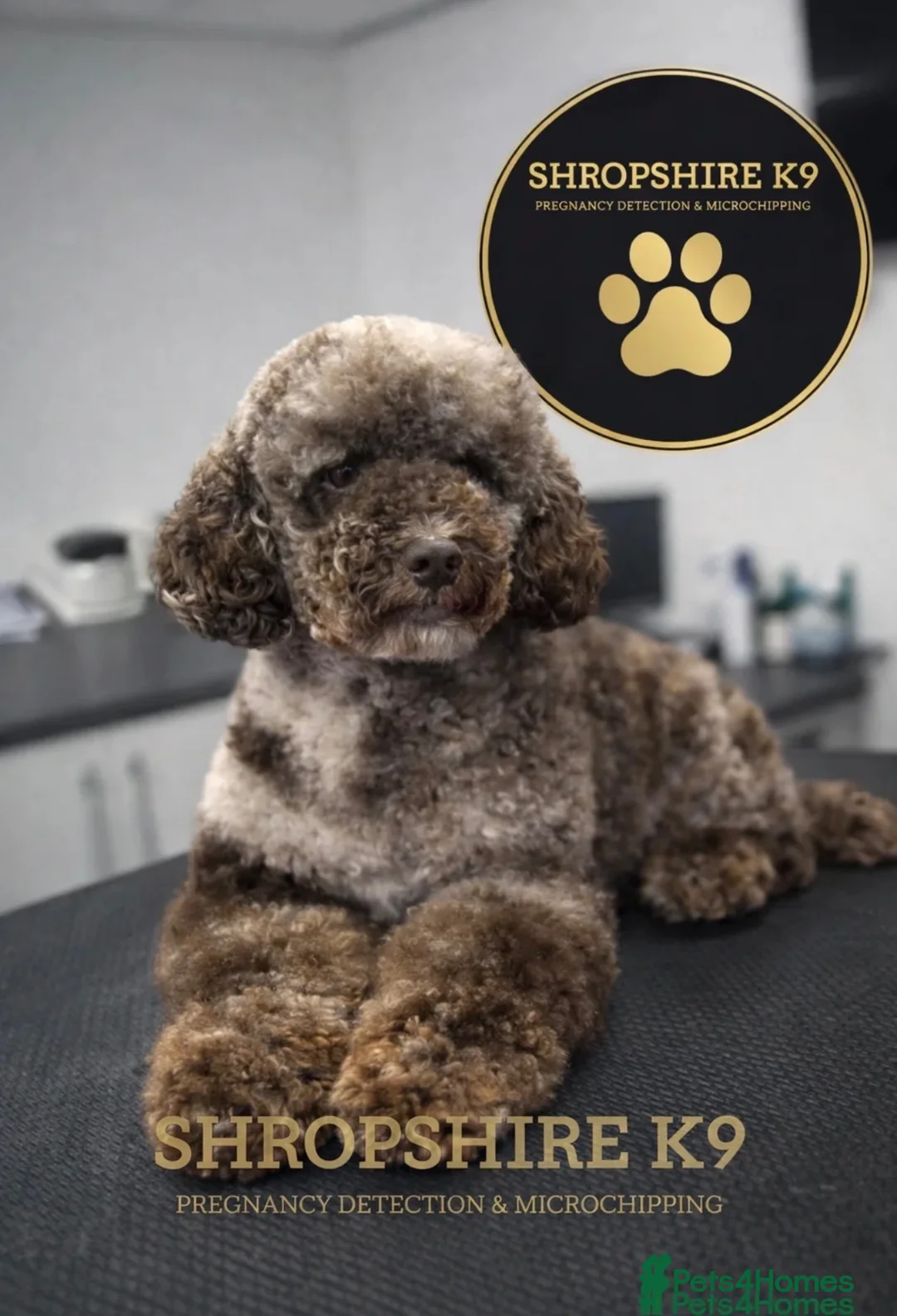 Mini Goldendoodle dogs for sale:  Beautiful Miniature golden puppies puppies ready in Newcastle - Advert 19