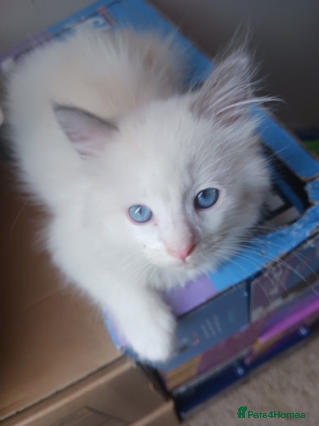 Ragdoll cats for sale: CUTE BLUE COLOUR POINT RAGDOLL KITTENS  - Image 11