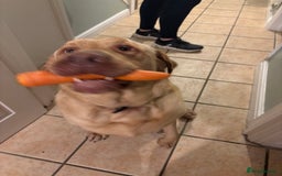 Mixed Breed dogs for sale: 3 year old lab male - Image 2