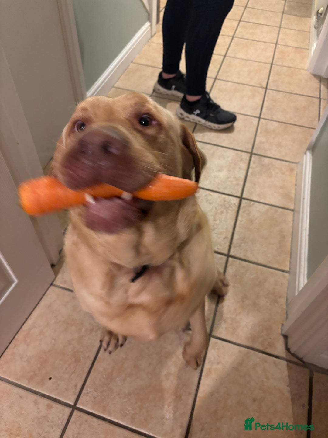 Mixed Breed dogs for sale: 3 year old lab male - Image 2