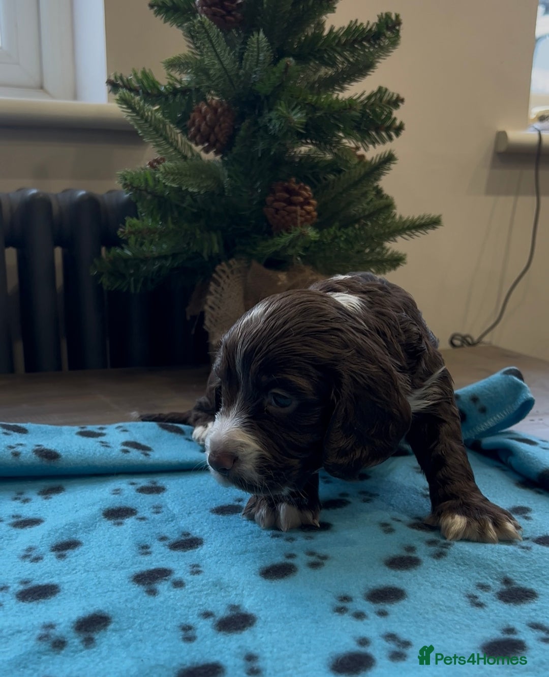 Cocker Spaniel dogs for sale: ✨Beautiful Cocker Spaniel Puppies✨ - Advert 33