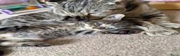 Scottish Fold cats for sale: Scotish fold and British short hair  - Advert 9