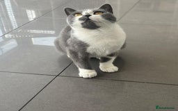 British Shorthair cats for sale: LOVING BLUE AND WHITE BI FEMALE  - Image 1