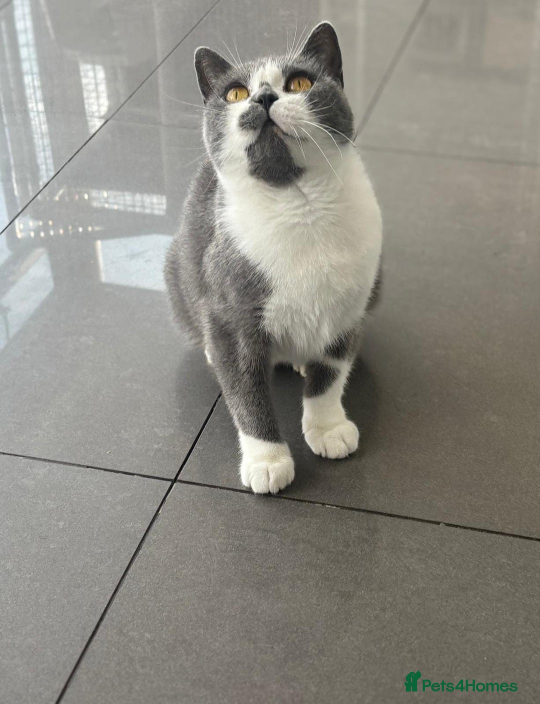 British Shorthair cats for sale: LOVING BLUE AND WHITE BI FEMALE  - Image 1