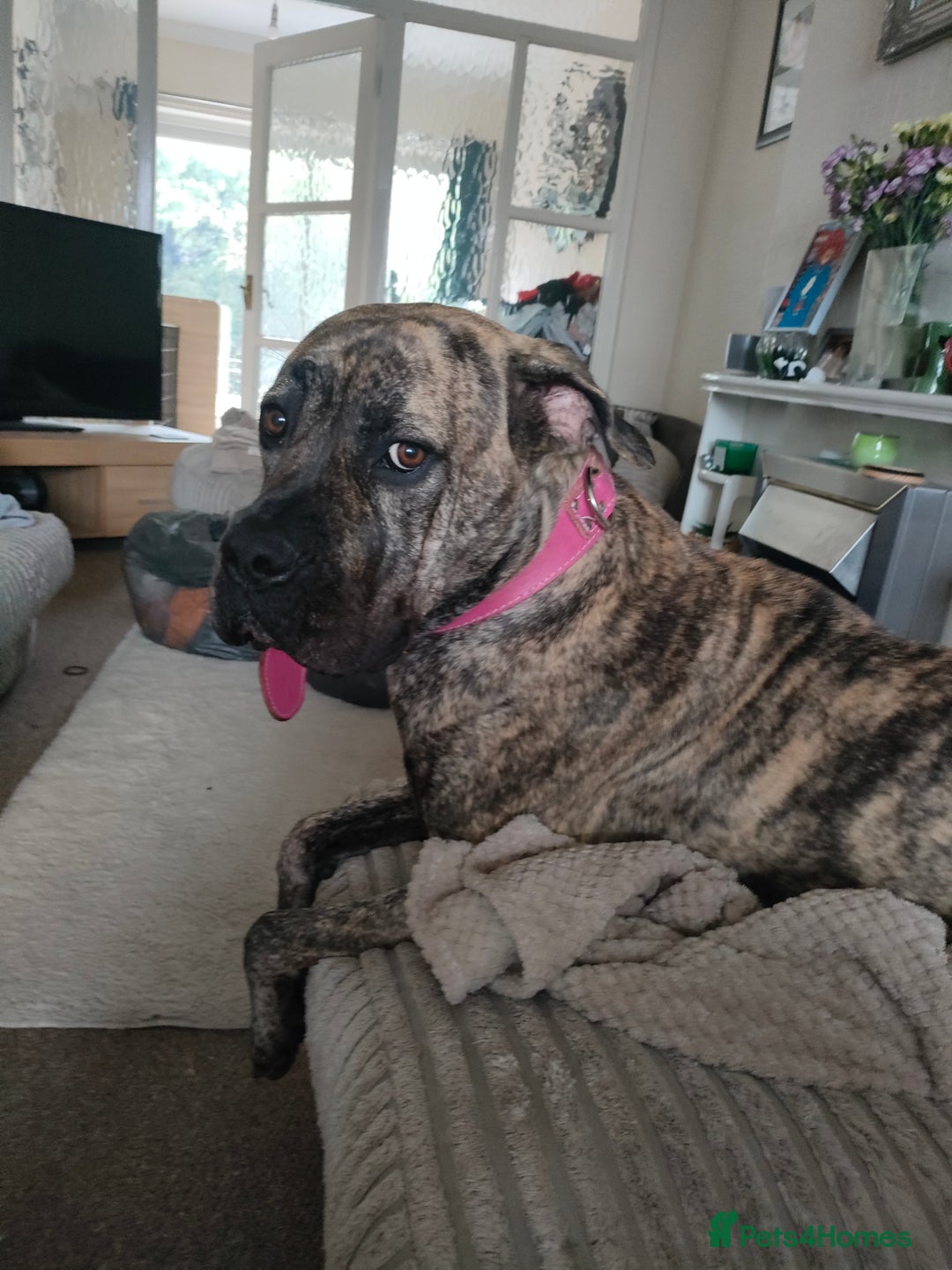 Presa Canario dogs for sale: Pressa canario female  - Image 5