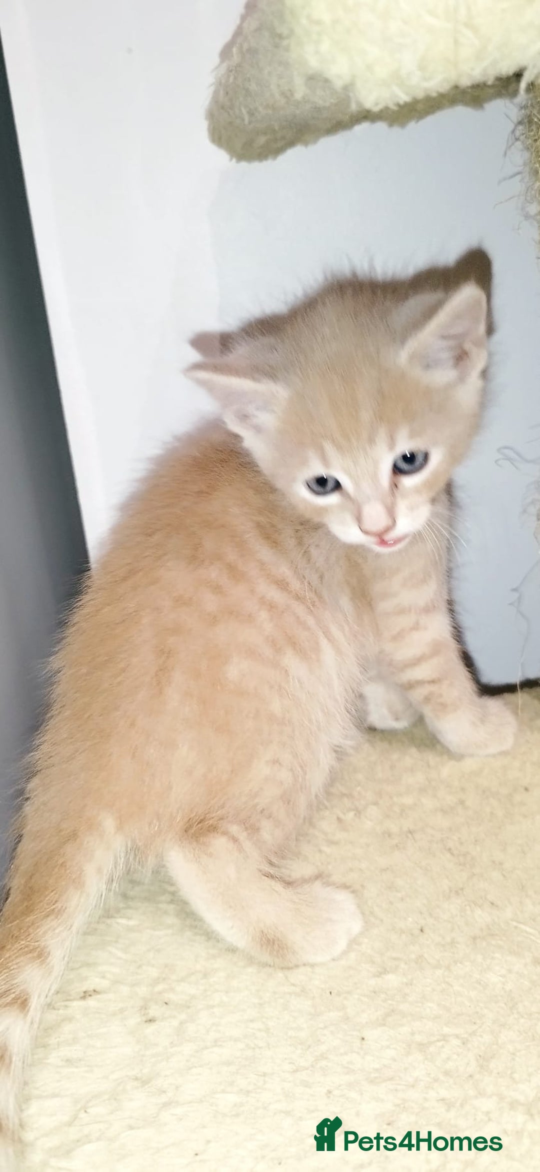 Mixed Breed cats for sale: Amazing, very beautiful kittens 3 boys, 1 girl - Advert 24