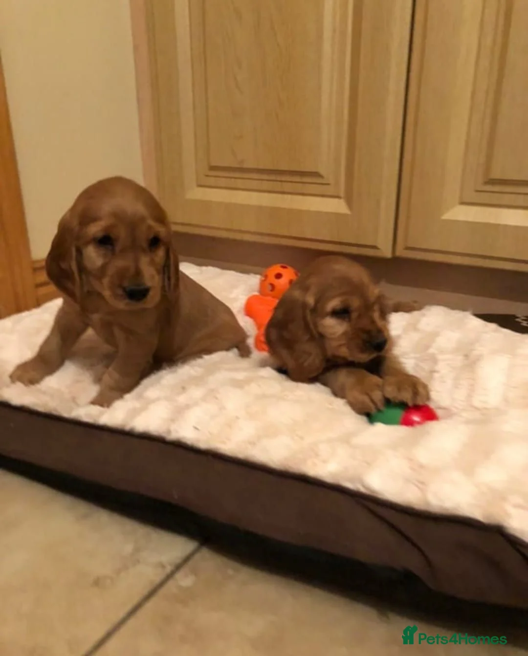 Cocker Spaniel dogs for sale: SHOW TYPE COCKER SPANIELS HEALTh CHECKED in Oldham - Advert 2